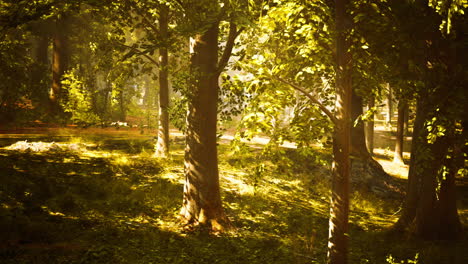 sunlight streams through a golden forest