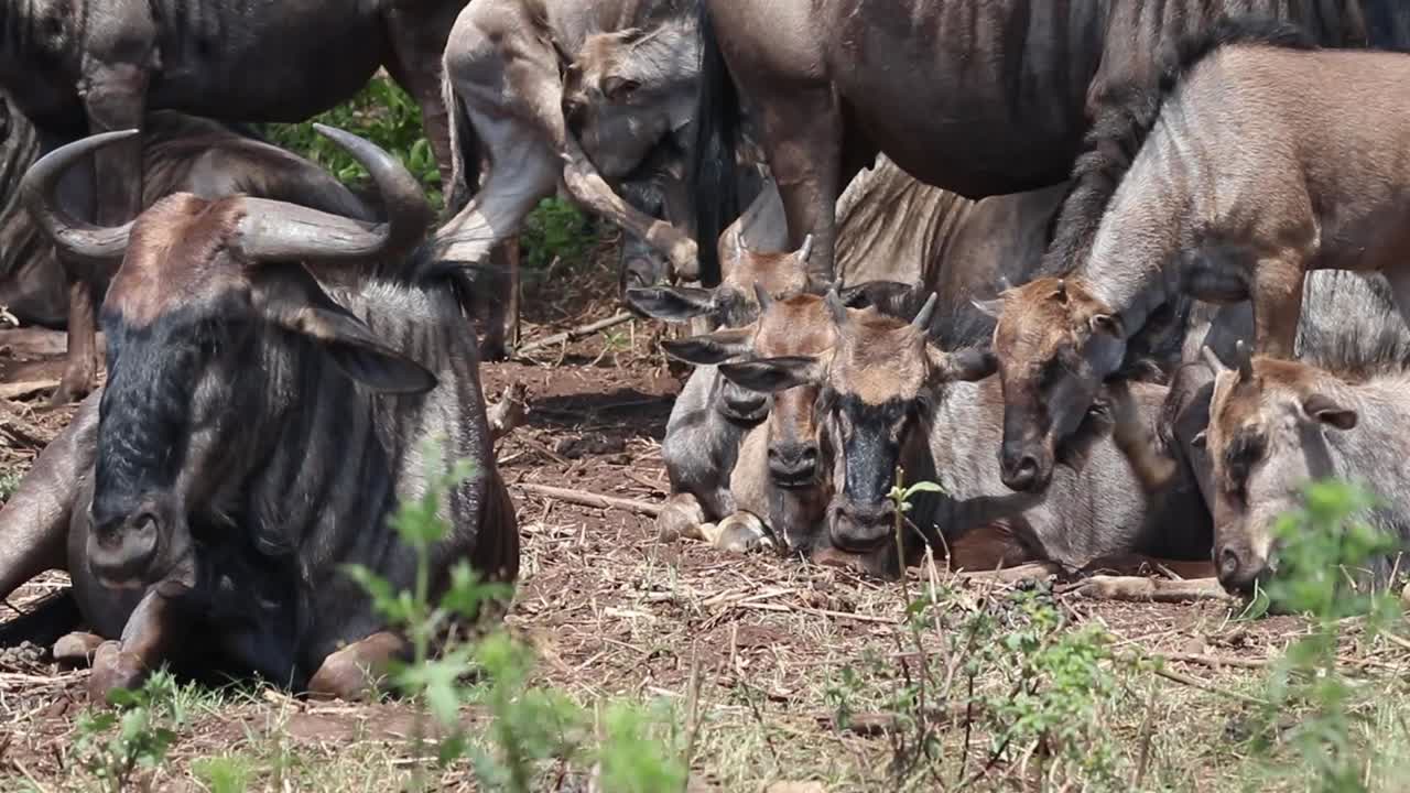 Wildebeest resting with their calves in the sun.