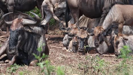 wildebeest resting with their calves in the sun.
