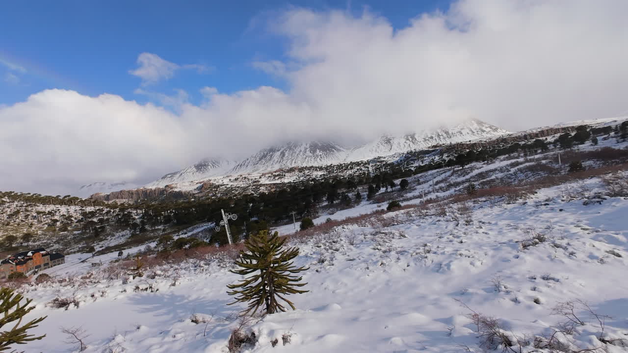 Famous Araucaria trees stand tall in the snow-covered mountains of Caviahue, Argentina