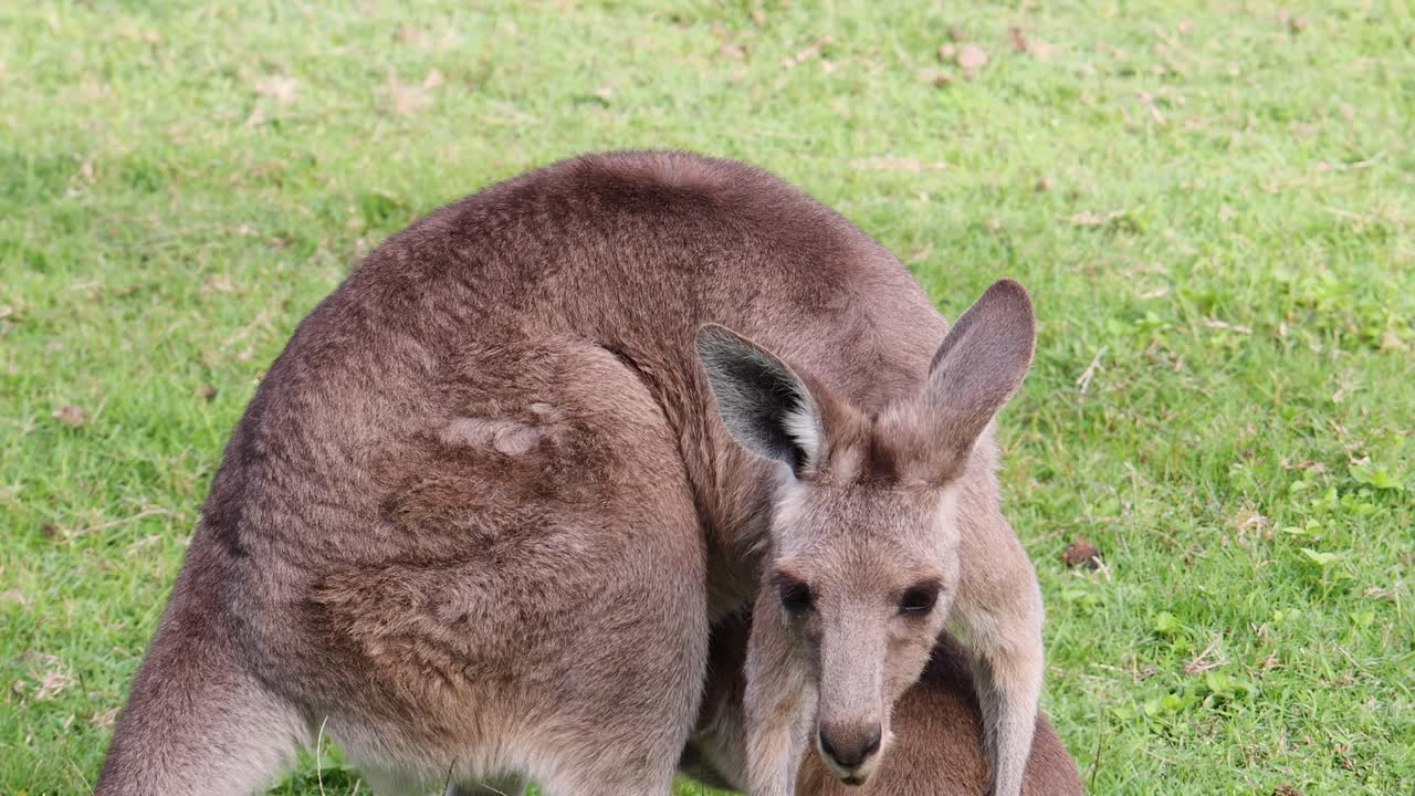 A kangaroo and its joey interact closely on a grassy field, showcasing natural behavior.
