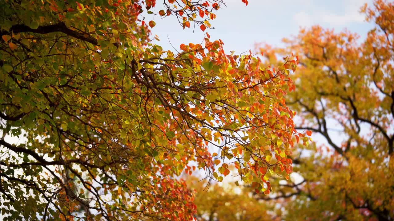 The Vibrant Autumn Leaves in Japan Aichi Prefecture