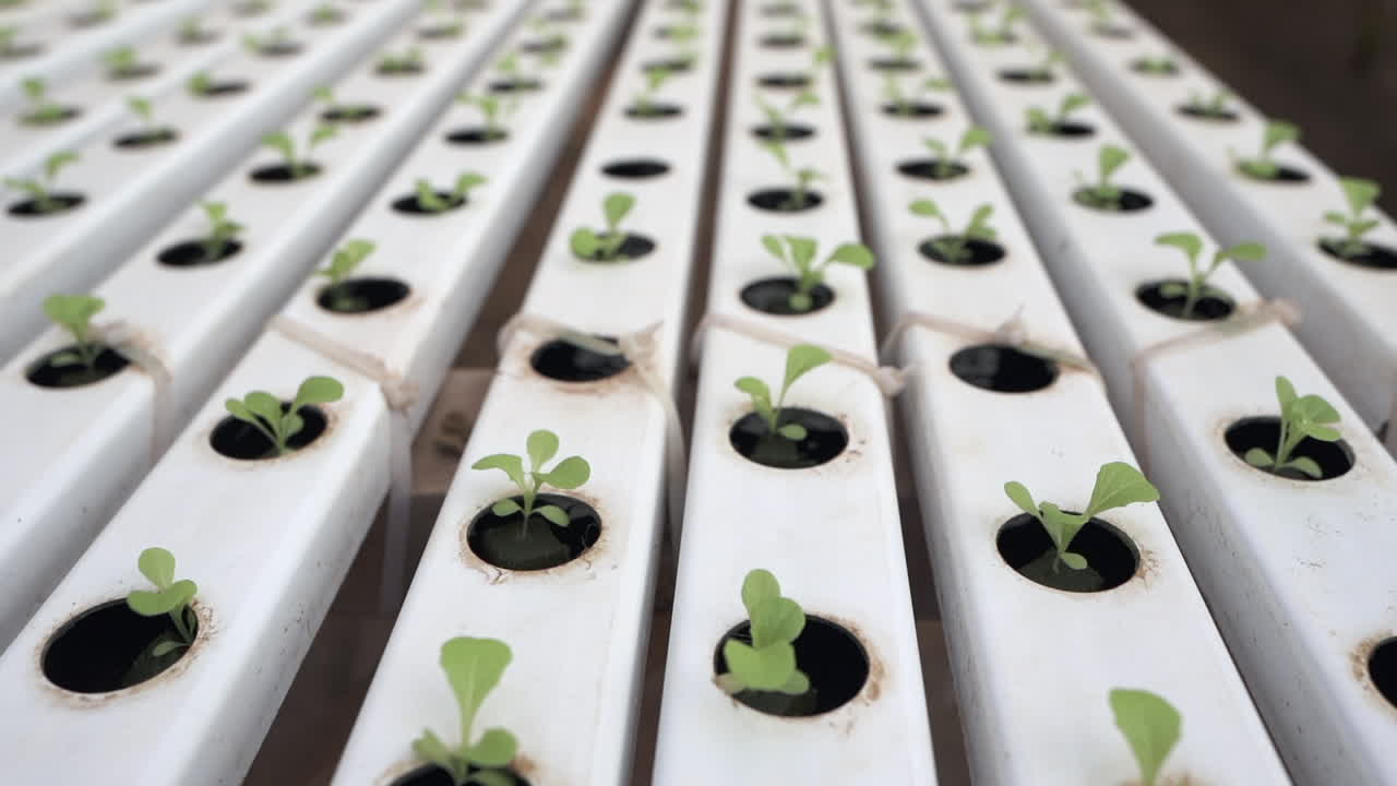 pequeñas plantas que prosperan en un sistema hidropónico, que ejemplifican la eficiencia e innovación del cultivo sin suelo para una agricultura sostenible