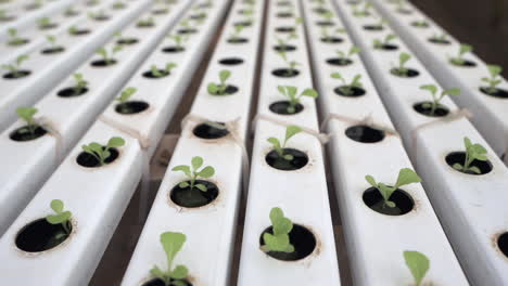 Small-plants-thriving-in-a-hydroponic-system,-exemplifying-the-efficiency-and-innovation-of-soilless-cultivation-for-sustainable-agriculture