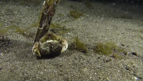 sexo del cangrejo: cangrejo de caja macho sosteniendo a la hembra por detrás y realizando una especie de baile mientras camina