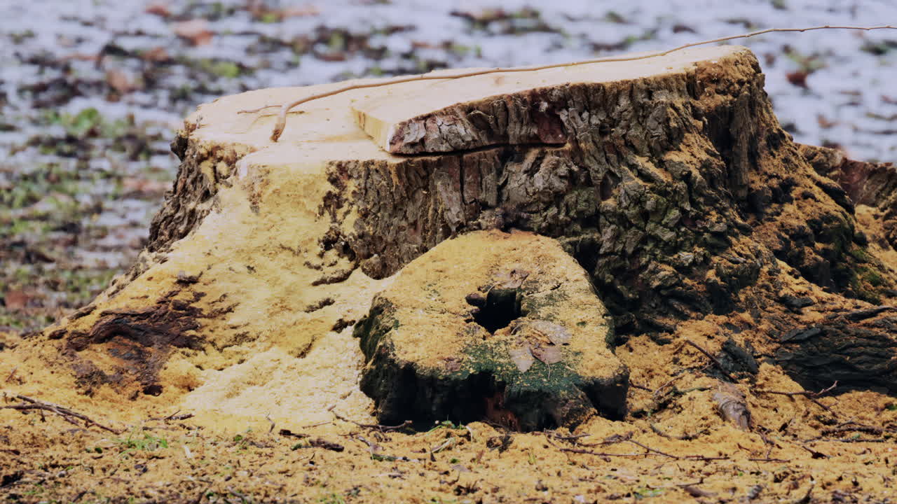 Close up of old tree stump covered with sawdust and decaying wood in a forest environment
