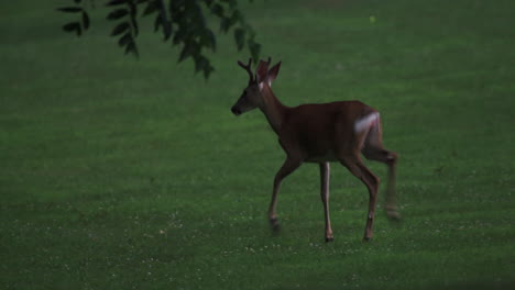 buck y doe en un prado rodeado de luciérnagas.