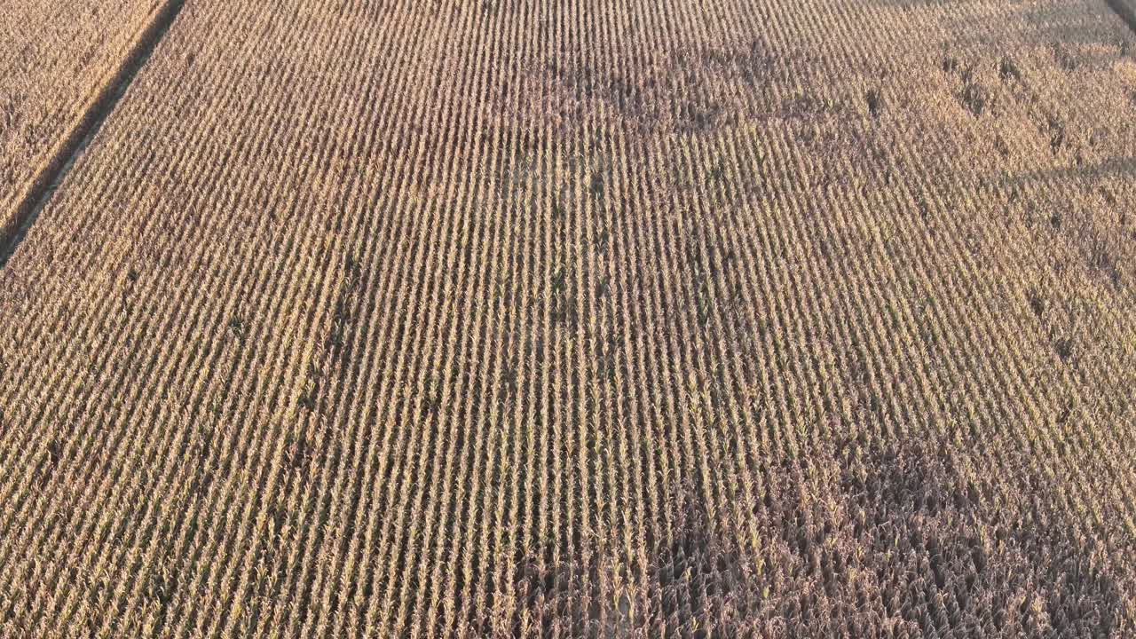 Drone glides slowly across a cornfield, revealing patchwork patterns and vertical crop rows near San Pietro in Cerro Piacenza, Po Valley, Italy