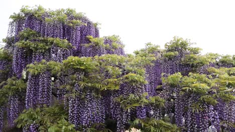 The-best-view-in-Ashikaga-Flower-Park