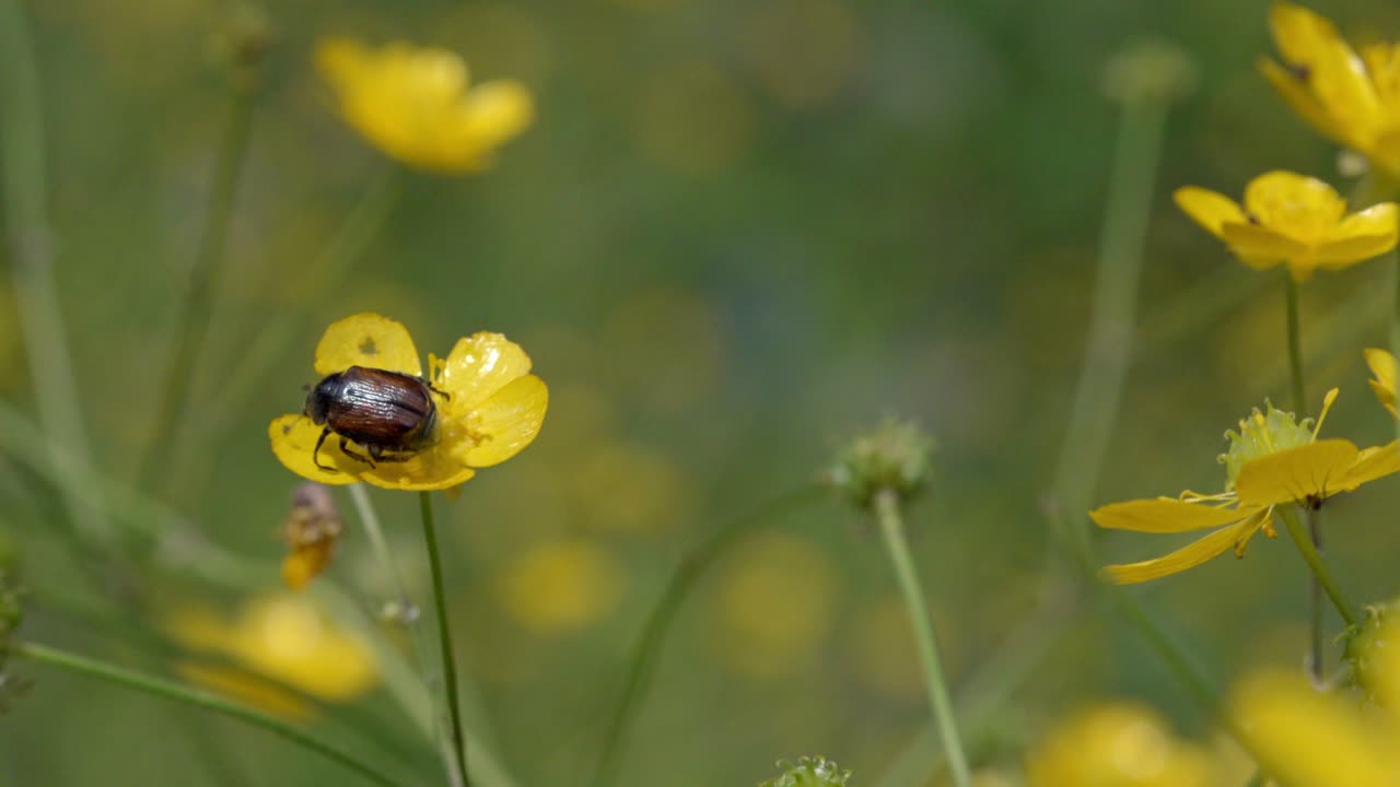 An earth-boring dung beetle moves around on a zellow flower and pollinates it unintentionally