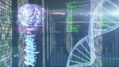 Animation-of-human-brain,-dna-strand-spinning-and-medical-data-processing