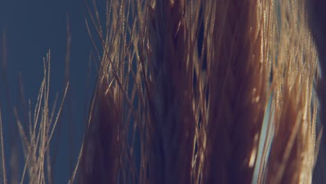 beautiful-macro-shot-of-the-spikes-of-a-golden-wheat-crop-in-the-wind-ready-to-harvest