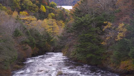 Hermoso-Follaje-De-Otoño-Junto-Al-Río-En-Cascada-En-La-Naturaleza