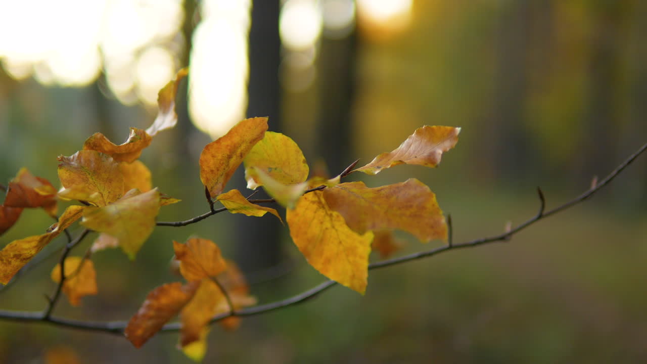 hojas de otoño naranja vívidas en una rama delgada, suavemente enfocadas con un fondo forestal