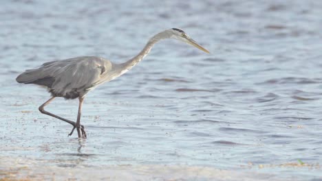 Große-Blaue-Reiher-Jagen-Und-Suchen-Nach-Fischen-Im-Ozean-In-Zeitlupe