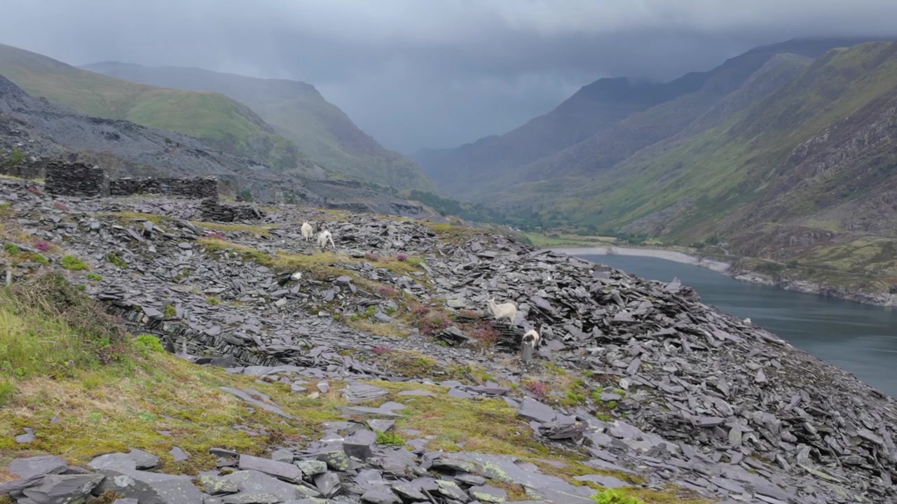 Cava di ardesia di Dinorwic con capre di montagna che guardano verso Snowdonia