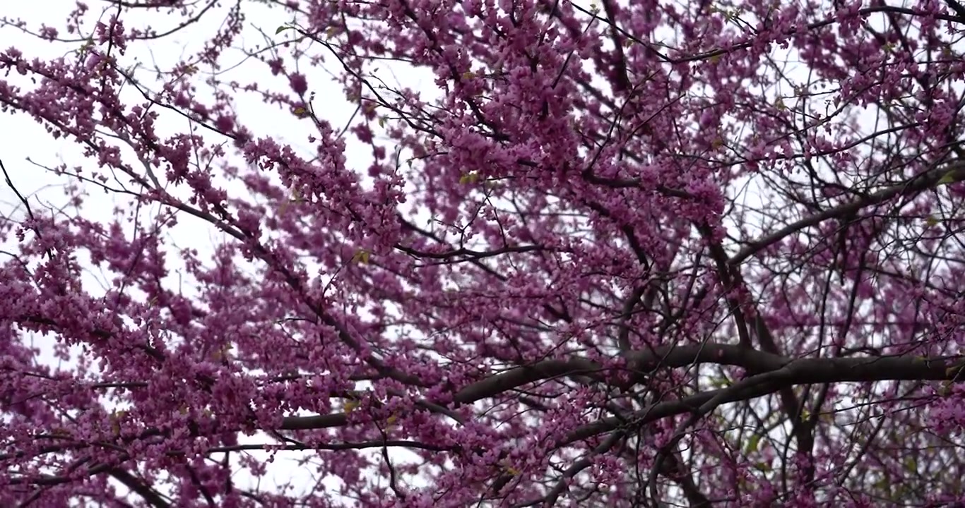 Albero di Giuda orientale in fiore a St. Louis, Missouri.