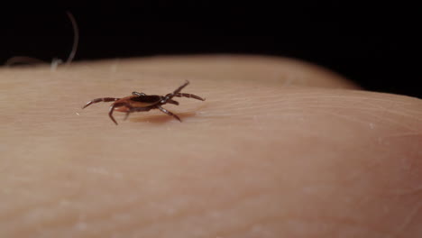 garrapatas que caminan con las patas delanteras sostenidas sobre la piel humana