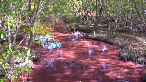 beautiful landscape of the wetlands, water has turned pink hue due to natural algal blooming during the dry season, influenced by warm temperatures, increased salinity, and low rainfall