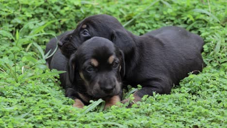 Cachorros-Dachshund-Tirados-En-La-Hierba-Verde-En-El-Patio-Trasero-De-La-Casa,-Solo-Semanas-De-Edad-Y-Solo-Abren-Los-Ojos,-Los-Hermanos-Responden-A-Un-Sonido-Que-Viene-De-Un-Lado,-Sus-Pequeños-Cuerpos-Están-Temblando