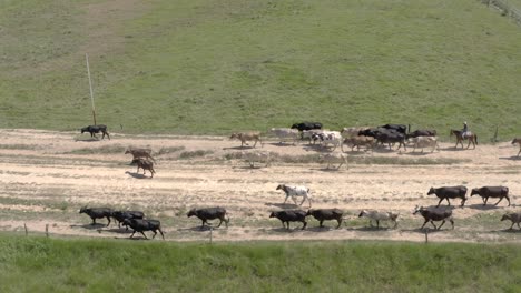 Vacas-En-El-Camino-A-La-Granja-Del-País