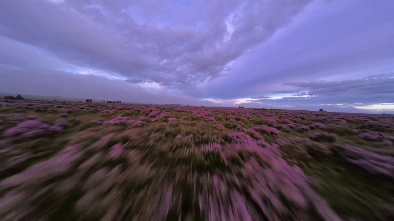 Starting low gimbal camera gliding over pink flowering shrubs toward horizon, revealing clouds