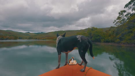 a dog standing on the front of a boat navigating on the side of a large river next to jungles and mangroves during a cloudy day