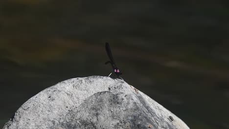 Touching-the-rock-with-its-tail,-mandibles-moving,-lovely-moving-river-revealing-colours-reflected-from-the-sun