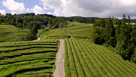 sand path between tea shrub rows in chá gorreana plantation, aerial