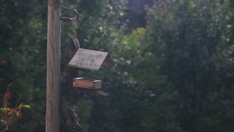 a slow pan of a birdhouse hanging from a pole in the garden