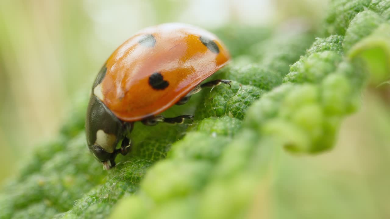 Macro of ladybug on plant stem establishing natural insect detailed life feeding and crawling in summer light