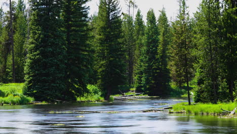 Still-shot-of-the-calm-Snake-River-in-Big-Springs,-with-birds-flying-around