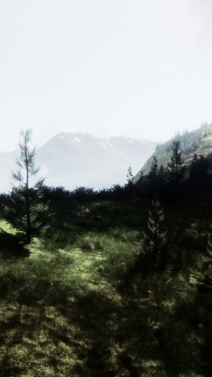 안개가 가득한 산 숲