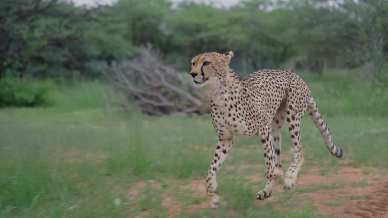 Cheetah in Action