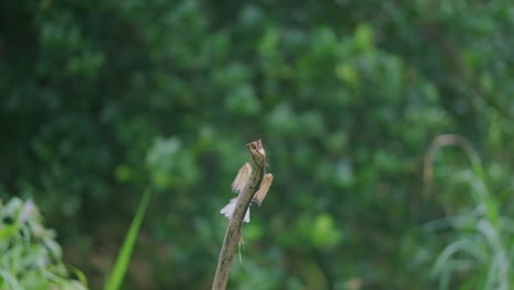 Pequeño-Pájaro-Verde-Eurasiático-Que-Come-Abejas-Aterrizando-En-Una-Rama-Desde-Detrás-De-Cámara-Lenta