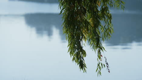 green willow foliage swaying wind over water surface. sprigs hanging over lake.