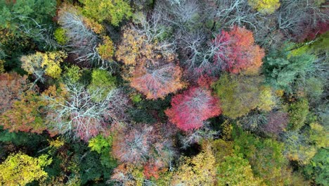 aerial pullout fall tree canopy near boone and blowing rock nc, north carolina