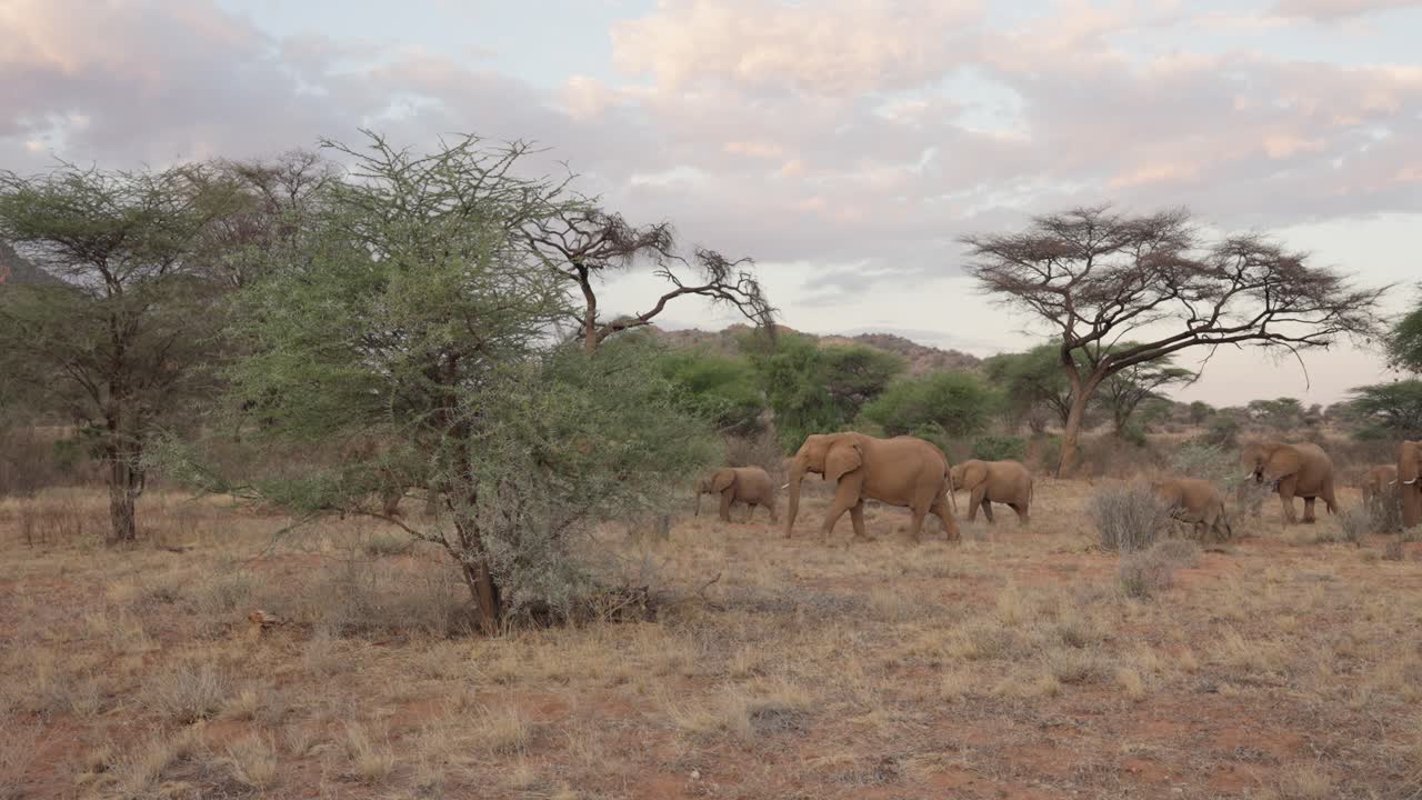 Stado słoni afrykańskich przechodzących przez suchą sawannę z akacjami i rozproszonymi krzewami w miękkim wieczornym świetle w rezerwacie Samburu National Reserve, Kenia