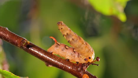 La-Polilla-Halcón-De-Paja-De-Oruga-Se-Arrastra-Sobre-Una-Rama-Durante-La-Lluvia.-La-Oruga-(hyles-Gallii),-La-Polilla-Halcón-De-Paja-O-Esfinge-De-Galium,-Es-Una-Polilla-De-La-Familia-Sphingidae.