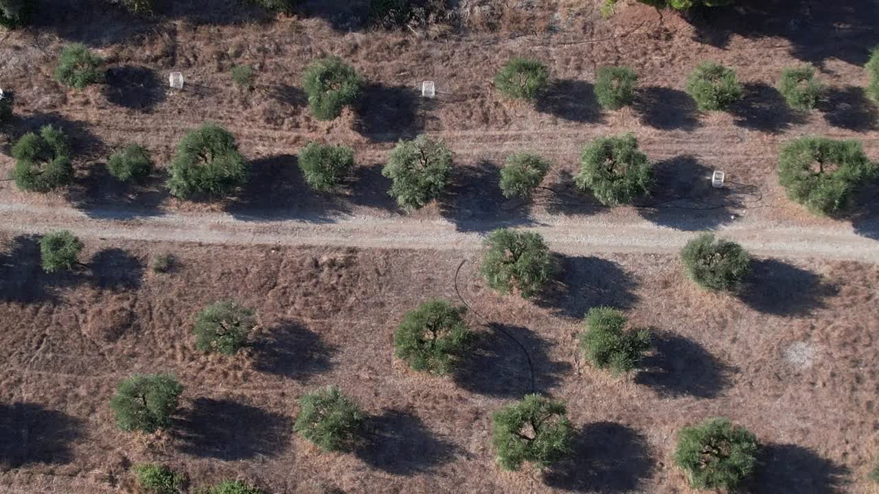Olive grove landscape in Greece captured from above during sunny weather