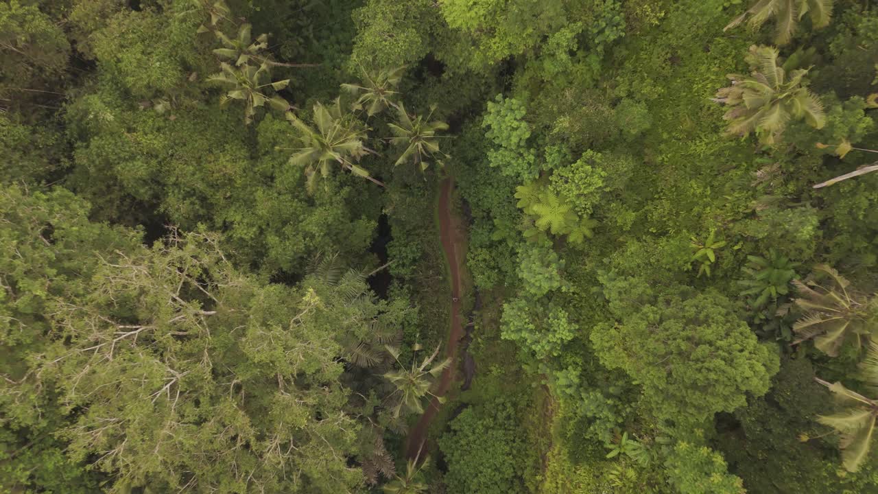 Aerial Ascending Top-Down View Reveals Dense Tropical Green Forest in Indonesia. Bird’s-Eye Drone Footage of Lush Jungle Canopy