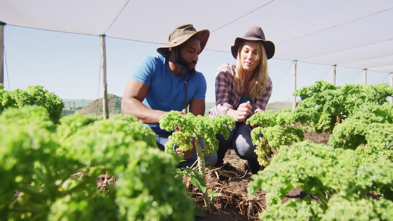 video de una mujer y un hombre felices y diversos plantando plántulas en un invernadero