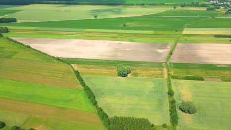 Abstract-geometric-shapes-of-agricultural-parcels-of-different-crops-in-yellow-and-green-colors