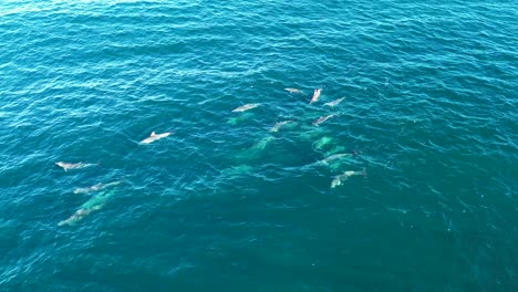 Drone-aerial-dolphin-pod-group-swimming-on-coastline-beach-point-travel-tourism-Central-Coast-Wamberal-NSW-Australia-4K