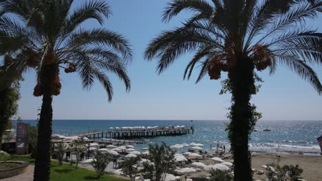 palmeras en la playa