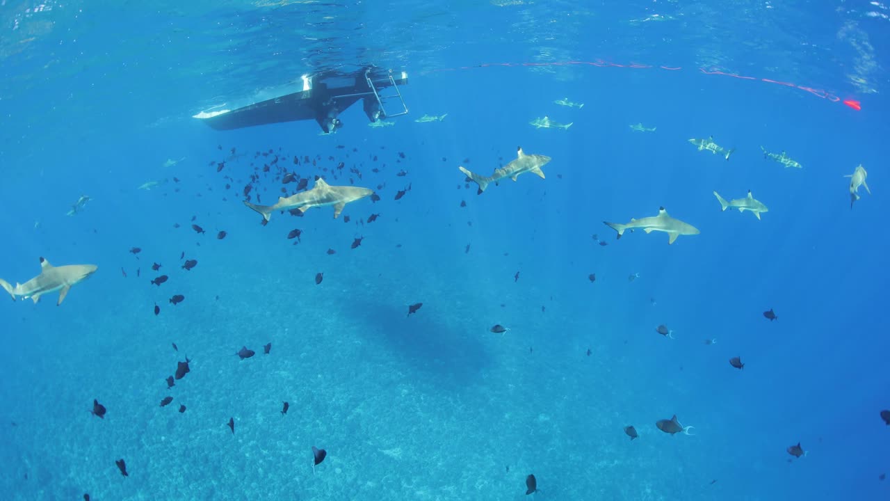 Diving with sharks, blacktip reef shark. Wide angle six