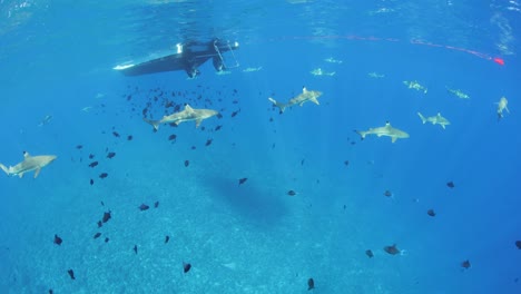 diving with sharks, blacktip reef shark. wide angle six