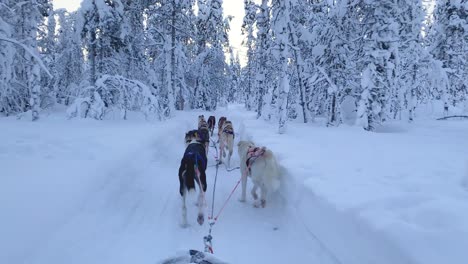 move forward view from the sleigh to the dogs running ahead and the winter forest