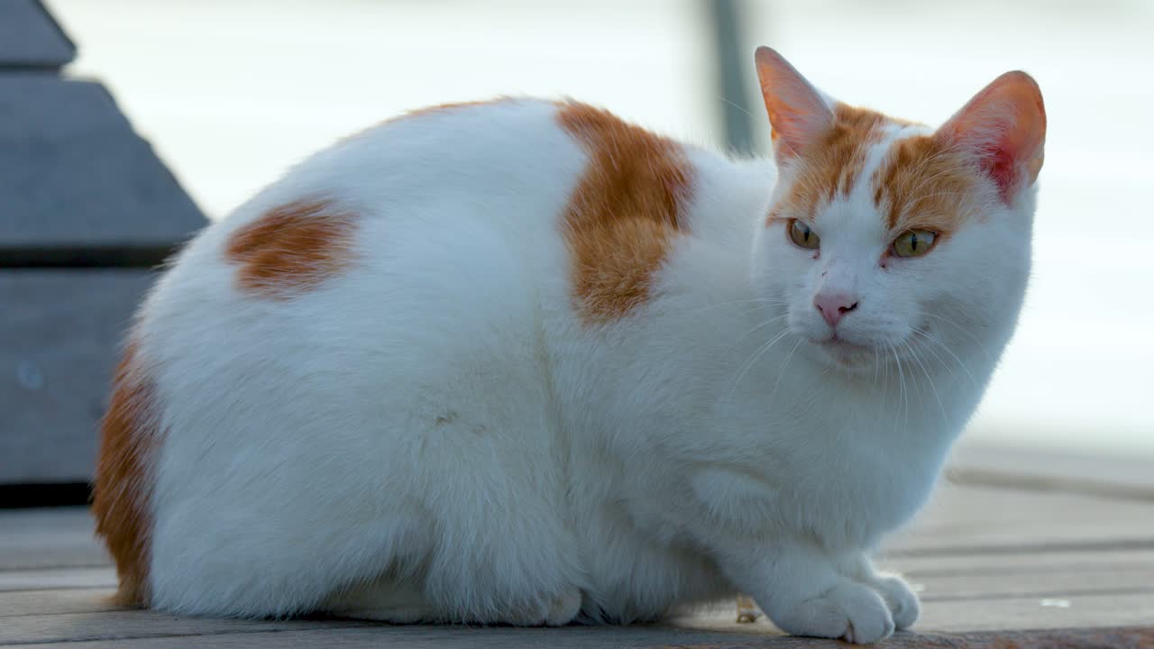 Ginger and white cat sits alert on wooden dock outdoors, natural daylight, gentle camera movement