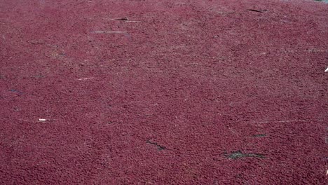 Rote-Blätter-Schwimmen-Auf-Dem-Wasser